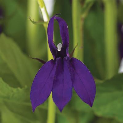 (Fan Flower) Lobelia speciosa Starship Blue from Swift Greenhouses