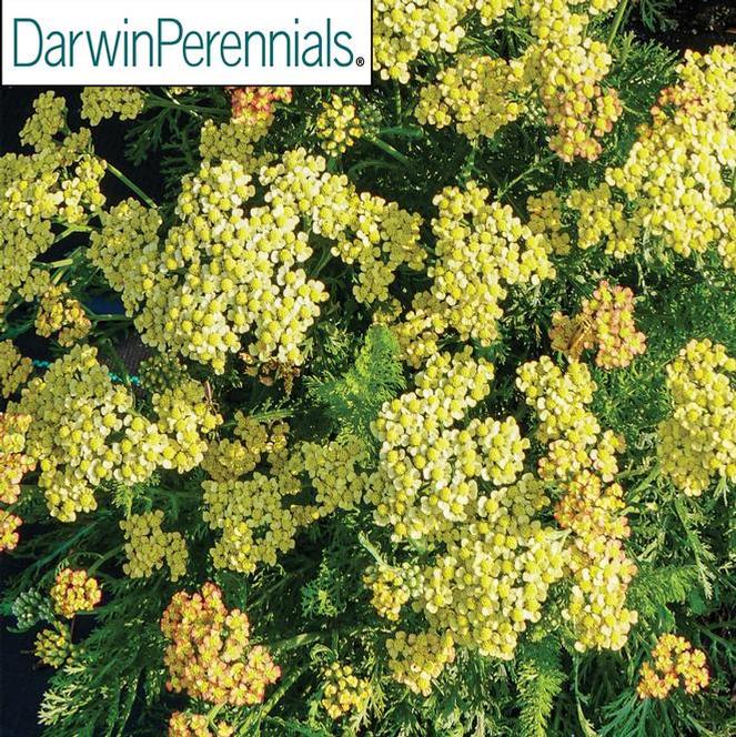 (Yarrow) PP # 33,259 Achillea millefolium Milly Rock™ Yellow from Swift Greenhouses