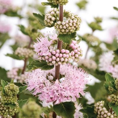 (Blue Mist) PP # 33,805 Caryopteris incana Pavilion Pink from Swift Greenhouses