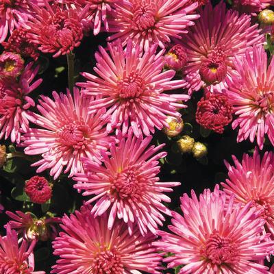 (Garden Mum) PP # 26,666 Chrysanthemum dendranthema Igloo Fireworks from Swift Greenhouses