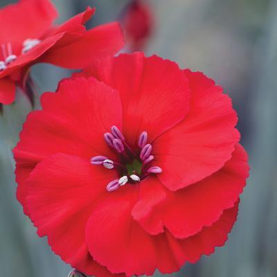 (Hybrid Pinks) PP # 32,445 Dianthus hybrida American Pie® Cherry Pie from Swift Greenhouses