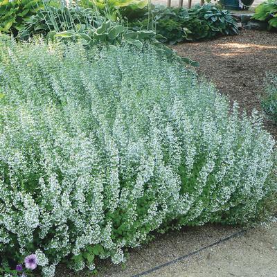 (Lesser Calamint) Calamintha nepeta Calamint from Swift Greenhouses