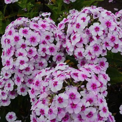 Garden Phlox Phlox Paniculata KaPow White Bicolor from Swift Greenhouses