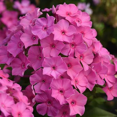 Garden Phlox Phlox Paniculata Super KaPow Pink from Swift Greenhouses