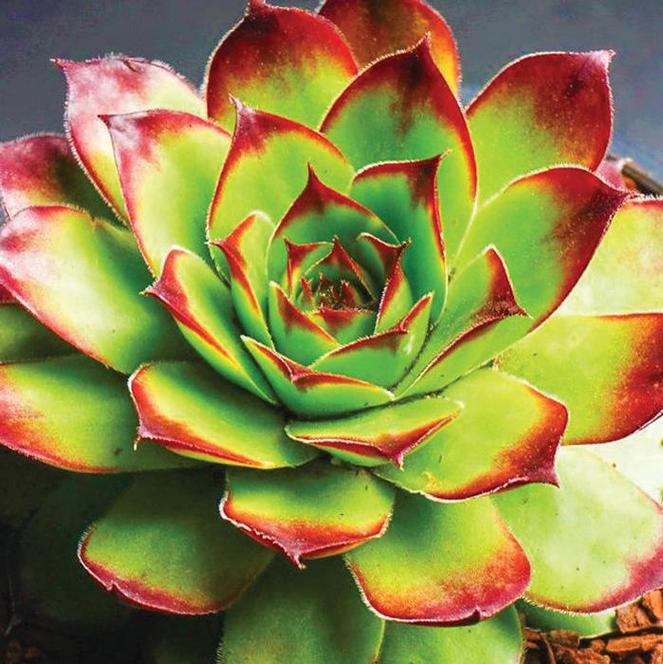 (Hens and Chicks) Sempervivum Sunset from Swift Greenhouses