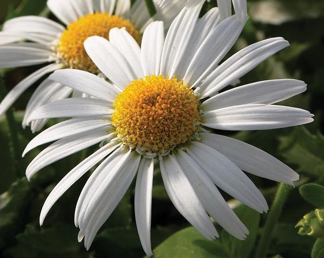 (Shasta Daisy) PPAF Leucanthemum hybrida Daisy® Angel™ from Swift Greenhouses