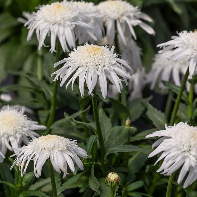 (Shasta Daisy) PPAF Leucanthemum hybrida Daisy® Carpet Angel™ from Swift Greenhouses