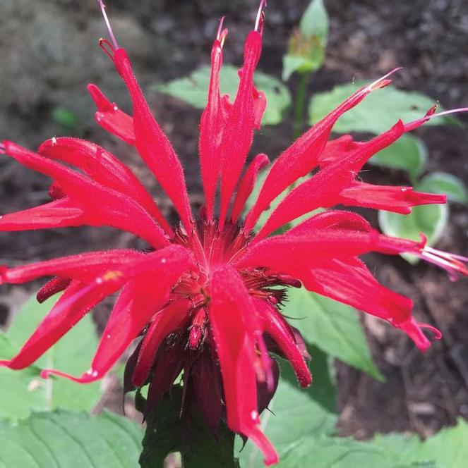 (Bee Balm) Monarda didyma Jacob Cline from Swift Greenhouses