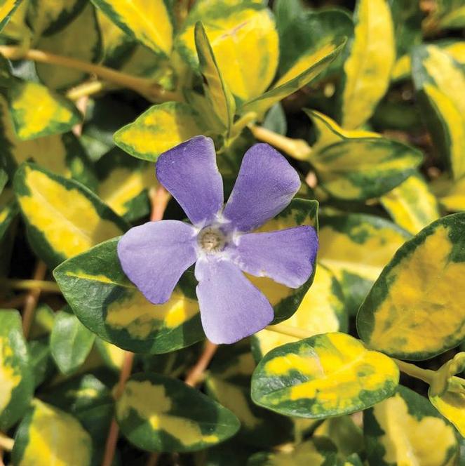 (Periwinkle) Vinca minor Illuminations from Swift Greenhouses