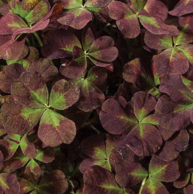 (Clover) PPAF Trifolium repens 4 Luck® Coco Mint from Swift Greenhouses