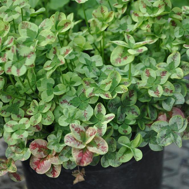 (Clover) PPAF Trifolium repens 4 Luck® Red Stripes from Swift Greenhouses