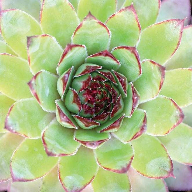 (Hens and Chicks) Sempervivum Carmen from Swift Greenhouses