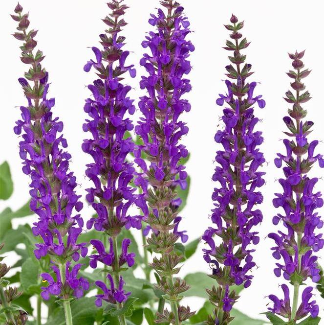 (Meadow Sage) PPAF Salvia nemorosa Swifty® Violet from Swift Greenhouses