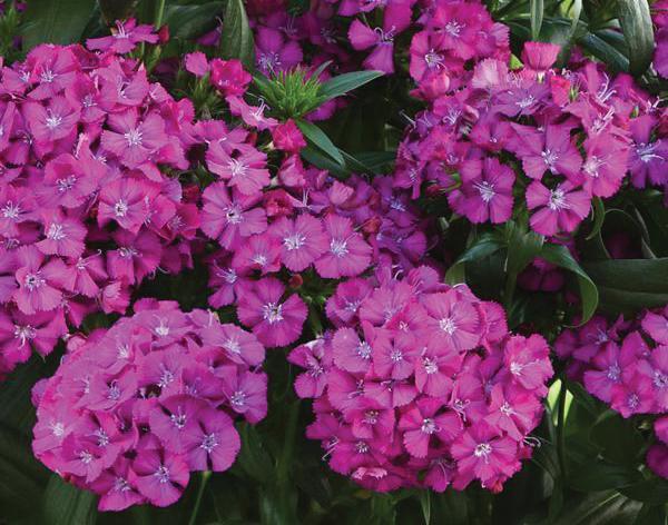 (Hybrid Pinks) Dianthus interspecific Jolt Purple from Swift Greenhouses