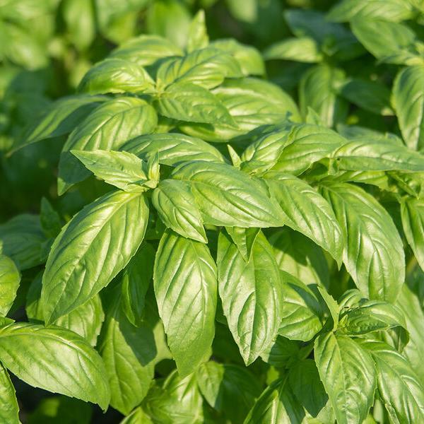 Ocimum basilicum Herb Annual - Basil Prospera Compact DMR from Swift Greenhouses