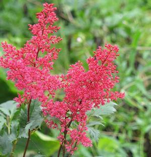 (False Spirea) Astilbe Montgomery from Swift Greenhouses