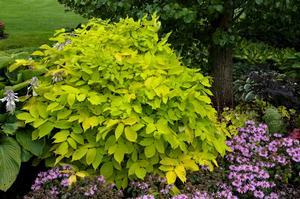 (Japanese spikenard) Aralia cordata Sun King from Swift Greenhouses