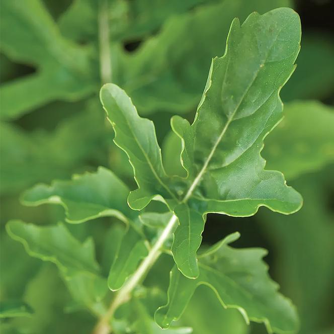  Herb Annual - Arugula Rocket from Swift Greenhouses