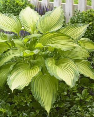 Hosta Hosta Dancing Darling from Swift Greenhouses