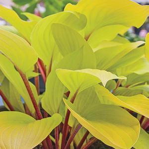 Hosta Hosta Fire Island from Swift Greenhouses