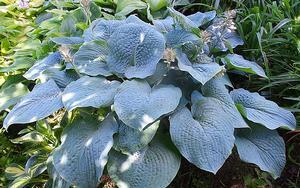 Hosta Hosta Powder Blue from Swift Greenhouses