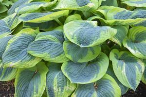 Hosta Hosta Frances Williams from Swift Greenhouses