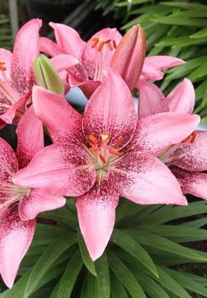  Lily, Dwarf Hardy Joy Century from Swift Greenhouses