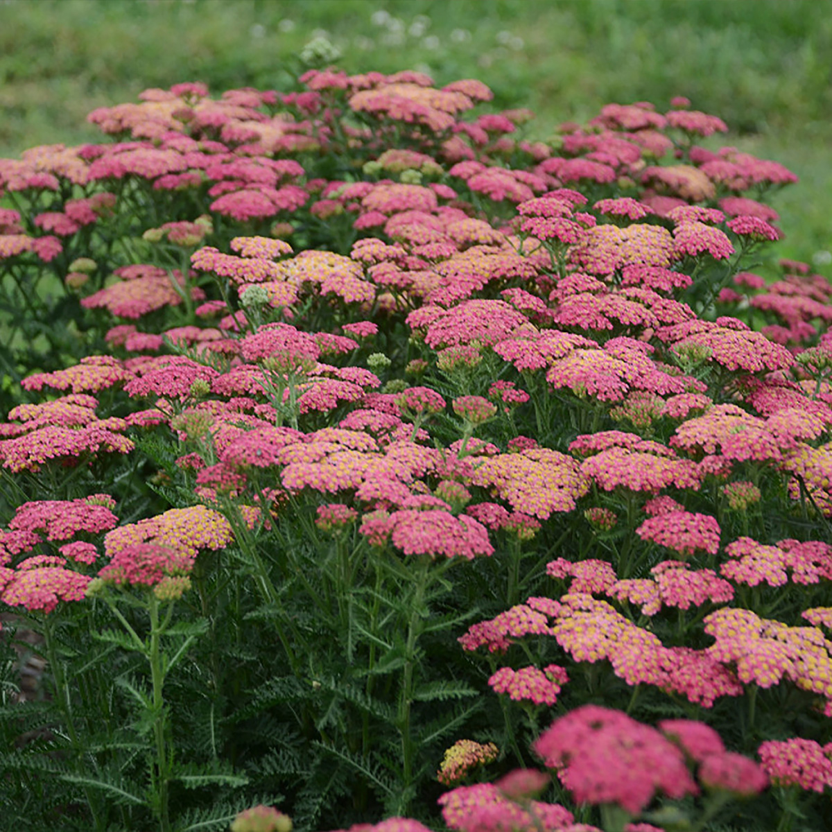 (Yarrow) PP # 31,755 Achillea hybrida Sassy Summer Taffy from Swift ...