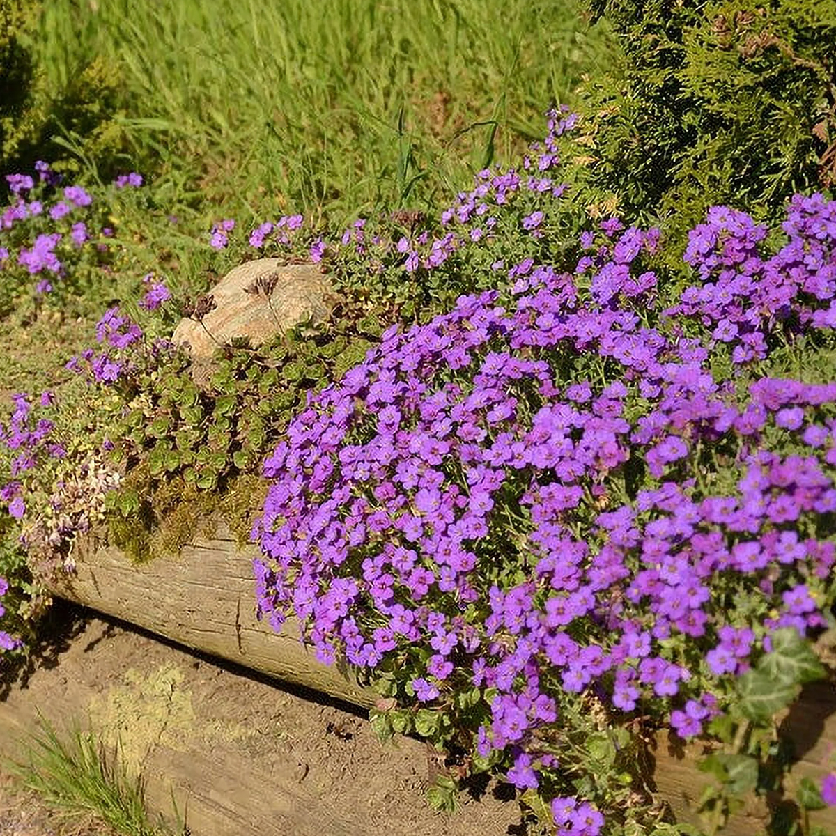 (Rock Cress) Aubrieta hybrida Whitewell Gem from Swift Greenhouses